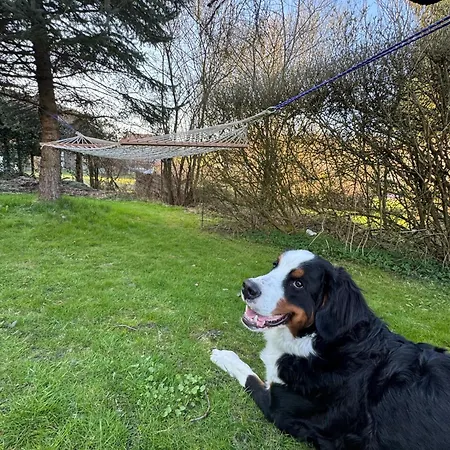 Waldzauber - Moderne Im Gruenen Lejlighed Elpenrod